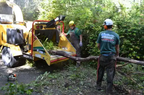 tree services Sanger